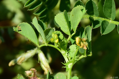 Medicago disciformis