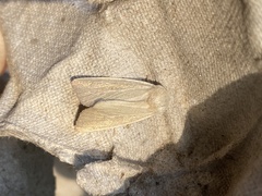 Arenostola phragmitidis