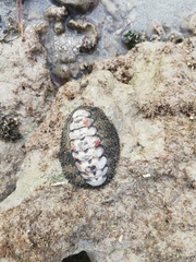 Acanthopleura gemmata