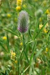 Trifolium purpureum