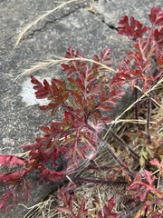 Geranium robertianum