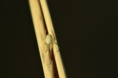 Larinia lineata