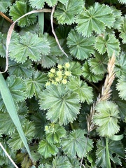 Alchemilla orbiculata