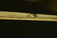Larinia lineata