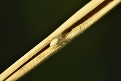 Larinia lineata