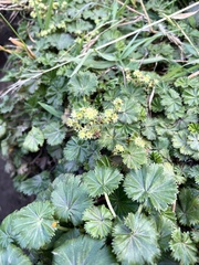 Alchemilla orbiculata