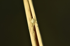 Larinia lineata