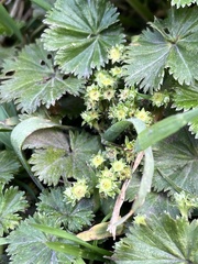 Alchemilla orbiculata