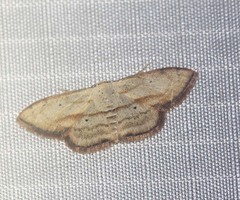 Scopula ferrilineata