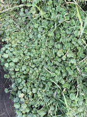 Alchemilla orbiculata