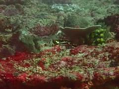 Plectorhinchus vittatus