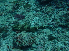 Orectolobus leptolineatus