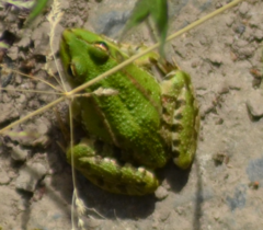 Pelophylax perezi