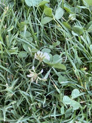 Trifolium repens