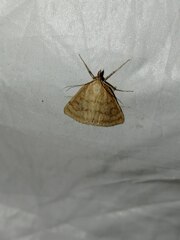 Psammotis pulveralis