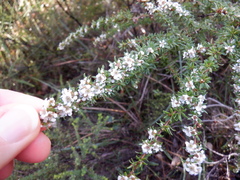 Taxandria parviceps