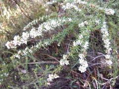 Taxandria parviceps