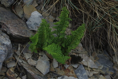 Dryopteris alpestris