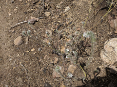 Cryptantha intermedia intermedia