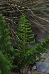 Dryopteris alpestris