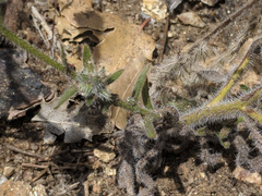 Cryptantha intermedia intermedia