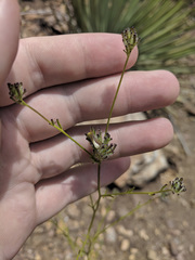 Cordylanthus rigidus