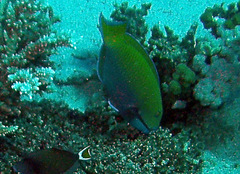 Cetoscarus bicolor