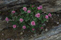 Spiraea morrisonicola