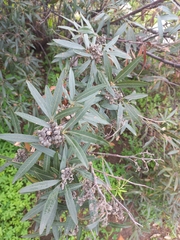 Searsia angustifolia