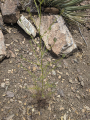 Cordylanthus rigidus