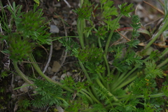 Chaerophyllum taiwanianum