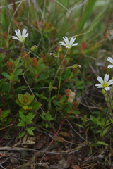 Cerastium morrisonense
