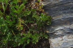 Chaerophyllum taiwanianum