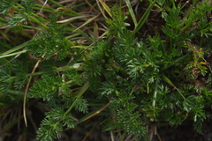 Chaerophyllum taiwanianum