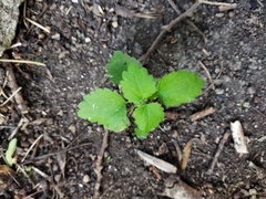 Chaenostoma cordatum