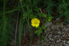Ranunculus formosa-montanus