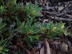Banksia armata armata