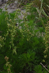 Artemisia morrisonensis