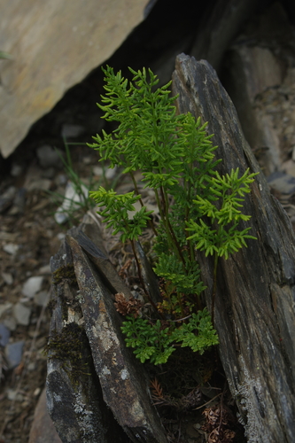 Cryptogramma brunoniana