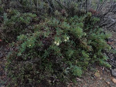 Banksia armata armata