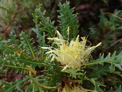 Banksia armata armata