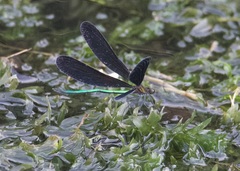 Atrocalopteryx atrata