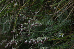 Artemisia kawakamii