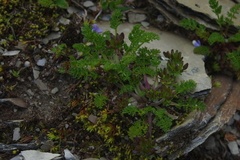 Chaerophyllum taiwanianum
