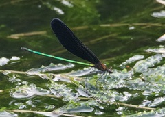 Atrocalopteryx atrata
