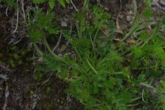 Chaerophyllum taiwanianum