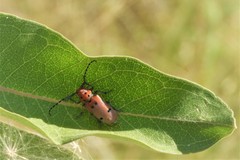 Tetraopes annulatus