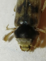 Heterocerus fenestratus