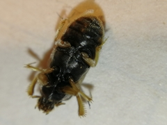 Heterocerus fenestratus