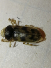 Heterocerus fenestratus